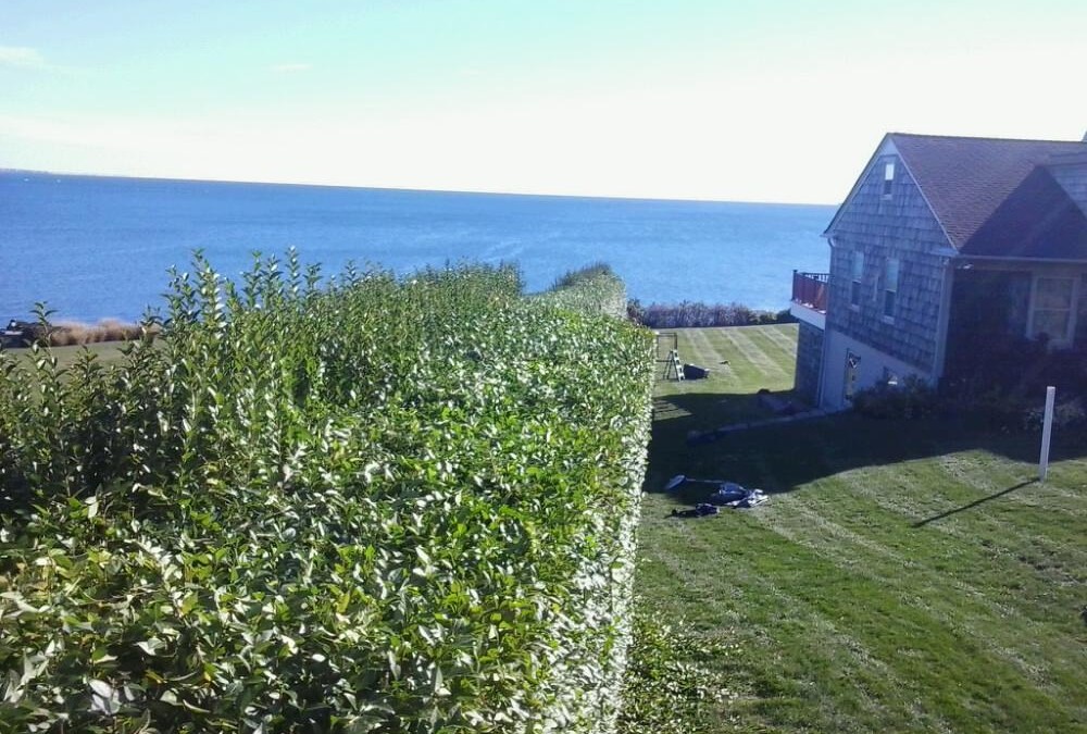 Privet Hedge