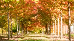 Fall Planting Trees